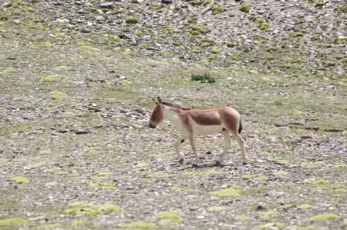 TREKKING IN LADAKH | CHANGTANG 2017